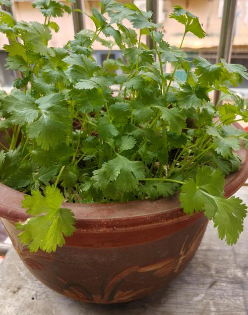 夏季种植香菜什么品种-图1