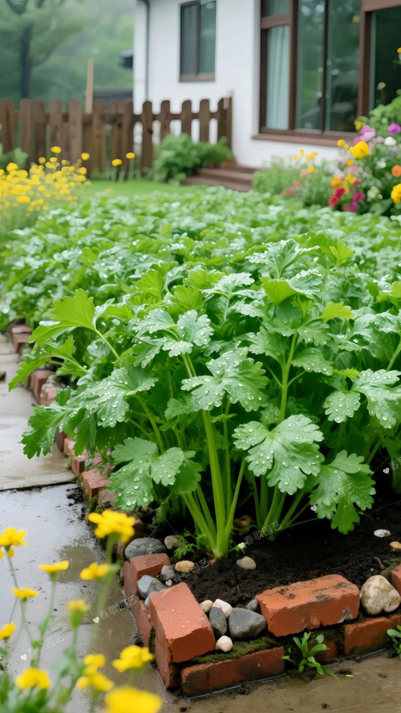 夏季种植香菜什么品种-图2