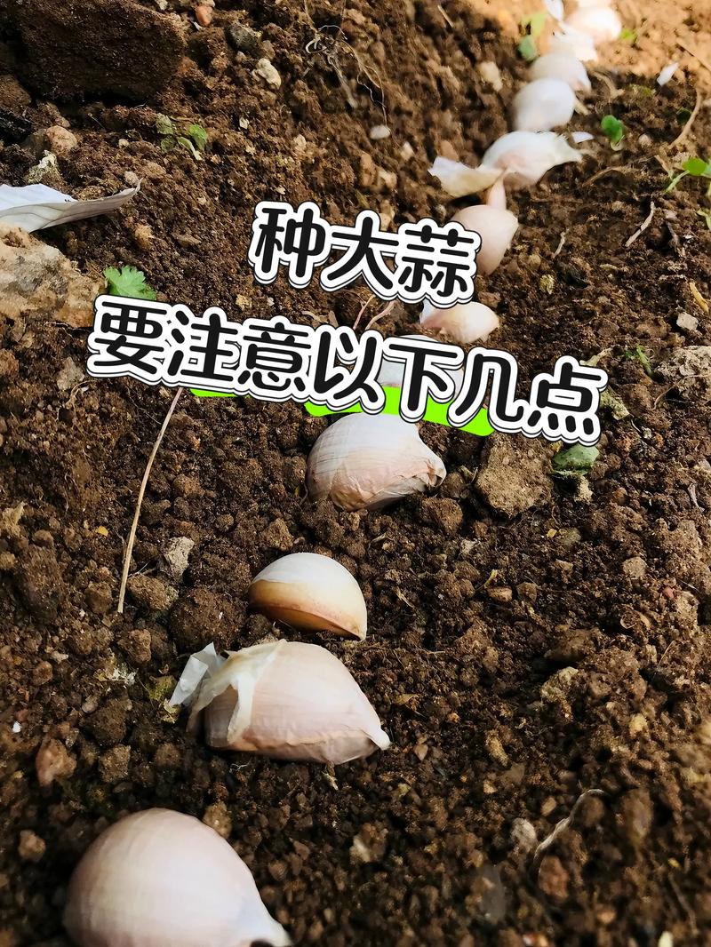 大蒜种植技术视频怎么播放？-图1