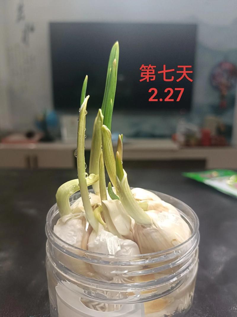 大蒜种植技术视频怎么播放？-图2