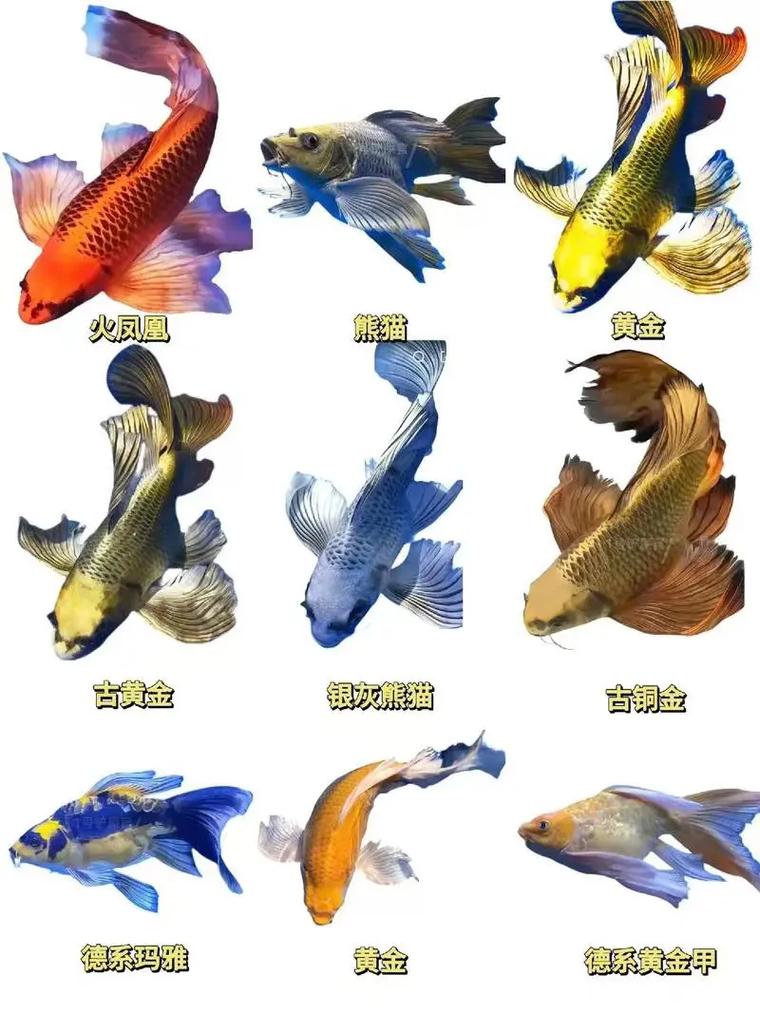 中国鲤鱼品种有哪些?看图识鲤全在这!-图2 中国鲤鱼品种有哪些?看图识鲤全在这!-图2