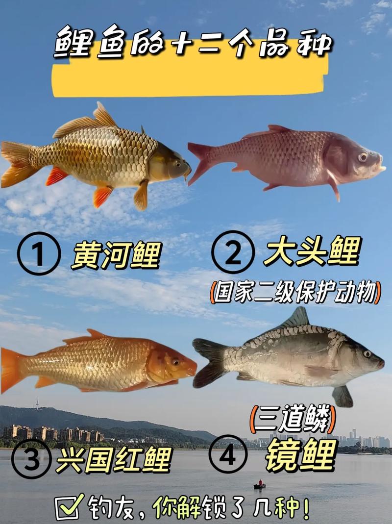 中国鲤鱼品种有哪些?看图识鲤全在这!-图3 中国鲤鱼品种有哪些?看图识鲤全在这!-图3