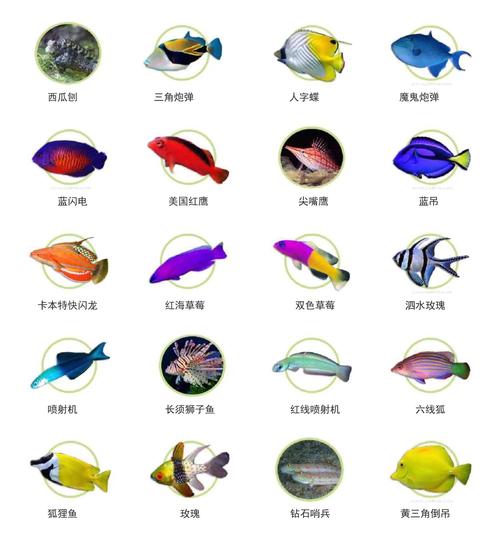 海水养殖鱼类品种照片有哪些常见种类?-图1 海水养殖鱼类品种照片有哪些常见种类?-图1