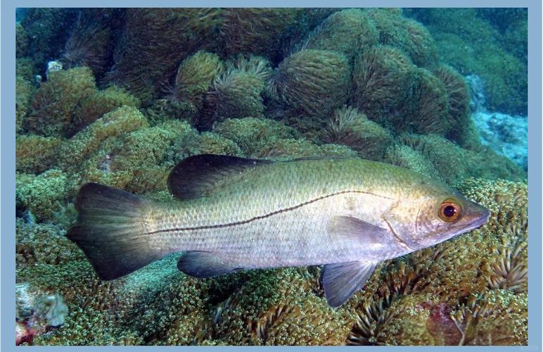 海水养殖鱼类品种照片有哪些常见种类?-图3 海水养殖鱼类品种照片有哪些常见种类?-图3