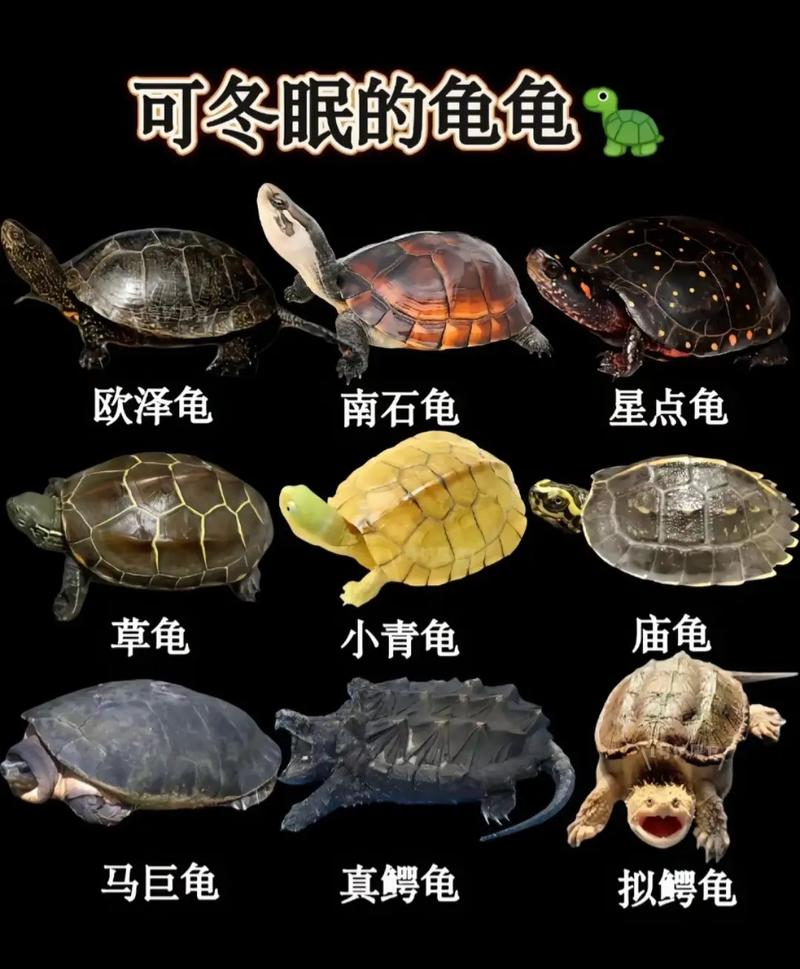 湖北乌龟品种有哪些？-图2
