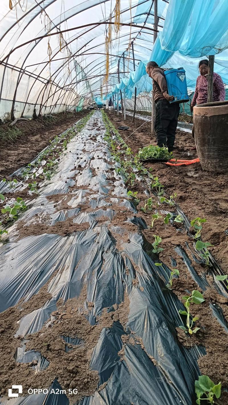 甜瓜露天栽培如何精细管理？-图2