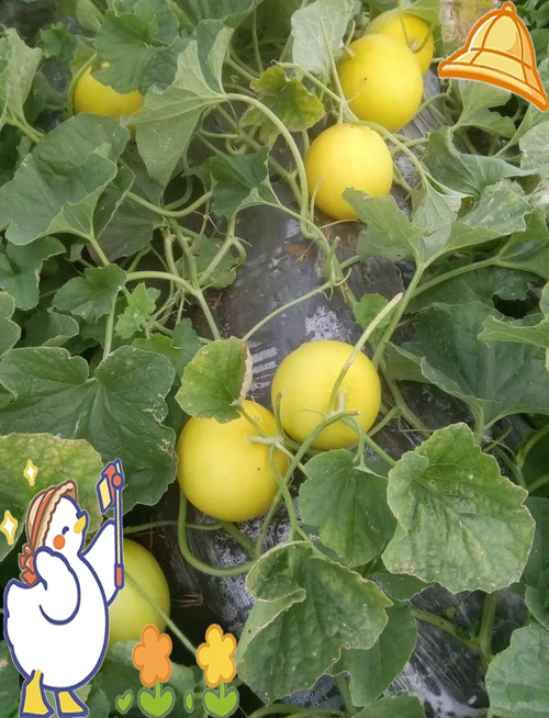 甜瓜露天栽培如何精细管理？-图3