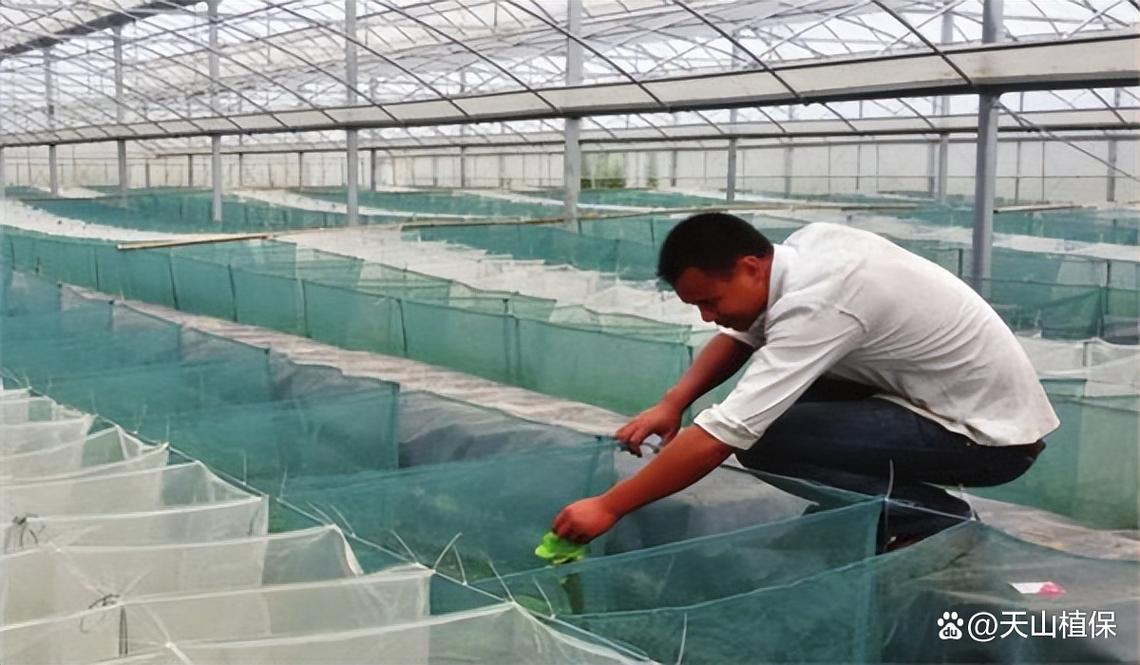 室内鳝鱼养殖技术视频，怎么学才高效？-图1