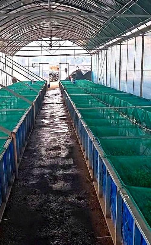 室内鳝鱼养殖技术视频，怎么学才高效？-图2