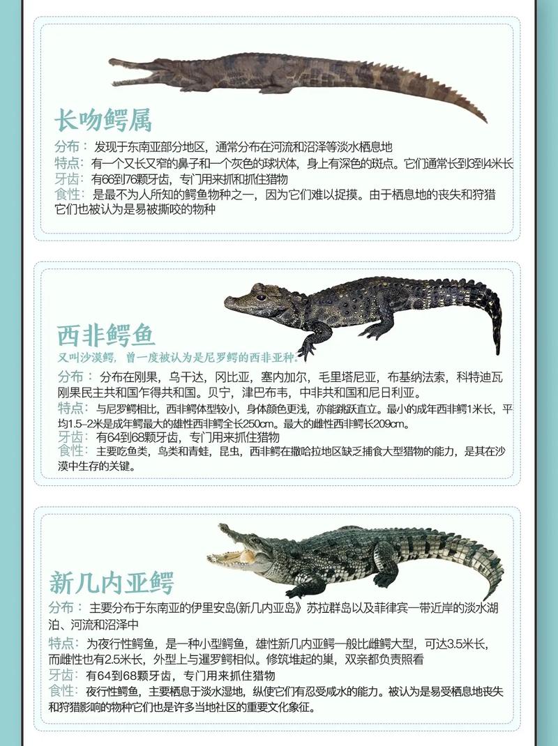 哪些鳄鱼品种能合法养殖？-图1