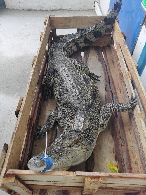 哪些鳄鱼品种能合法养殖？-图2