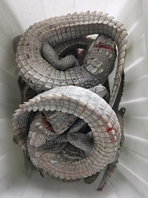 哪些鳄鱼品种能合法养殖？-图3