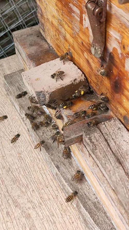 中国蜜蜂养殖技术视频有哪些要点？-图2