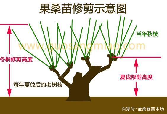 桑葚修剪果树技术视频-图2 桑葚修剪果树技术视频-图2