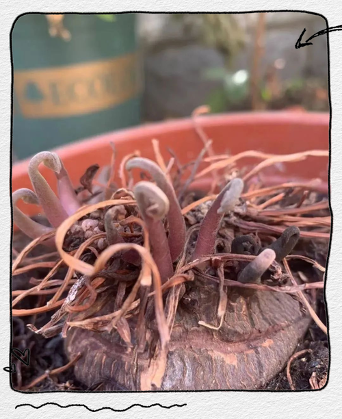 什么品种仙客来不休眠-图1