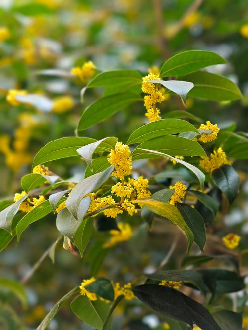 稀有桂花品种有哪些?-图1 稀有桂花品种有哪些?-图1