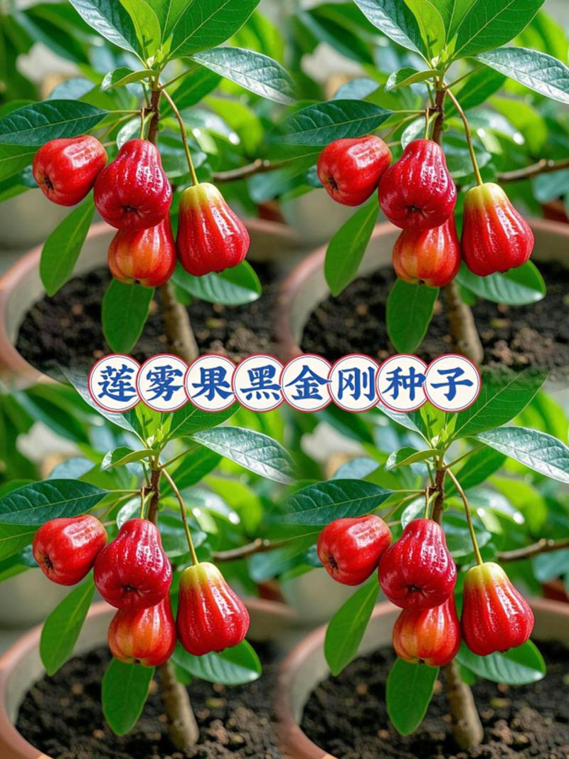 南方适合种植哪些干果品种?-图1 南方适合种植哪些干果品种?-图1