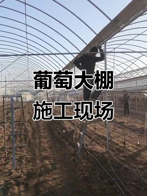 河北温室大棚葡萄技术怎么掌握?-图1 河北温室大棚葡萄技术怎么掌握?-图1