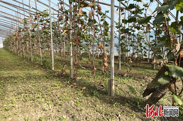 河北温室大棚葡萄技术怎么掌握?-图2 河北温室大棚葡萄技术怎么掌握?-图2