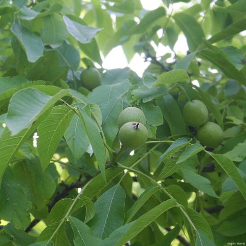 高产核桃种植技术视频有哪些关键要点？-图1