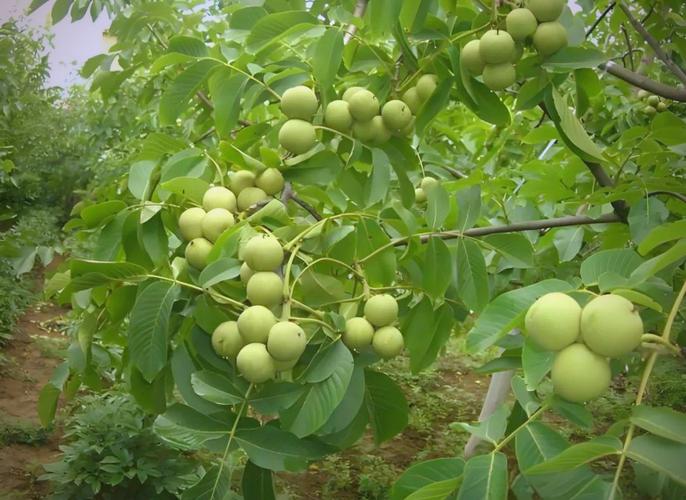 高产核桃种植技术视频有哪些关键要点？-图3