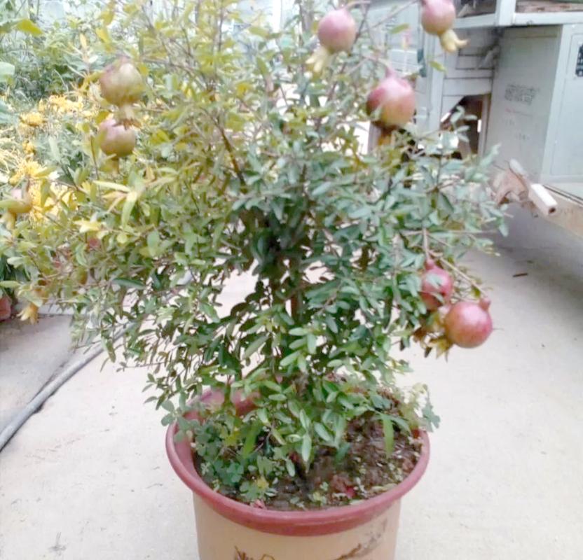 春季盆栽石榴怎么管？-图2