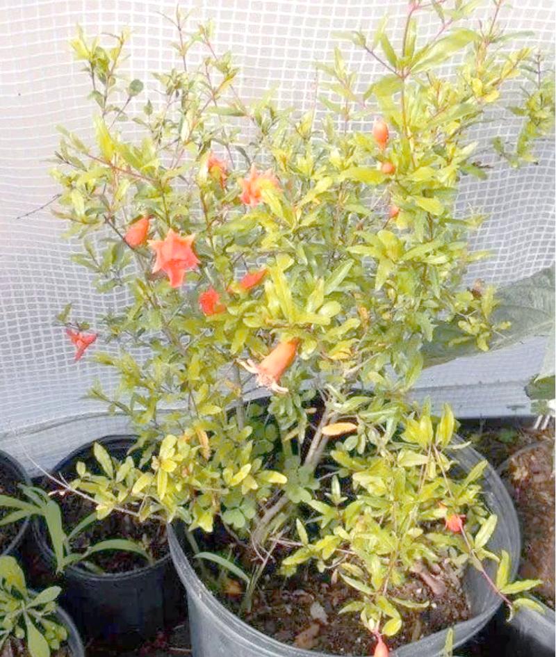 春季盆栽石榴怎么管？-图1