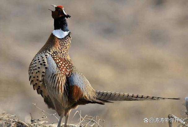 2025年野鸡价格会涨还是跌？-图2