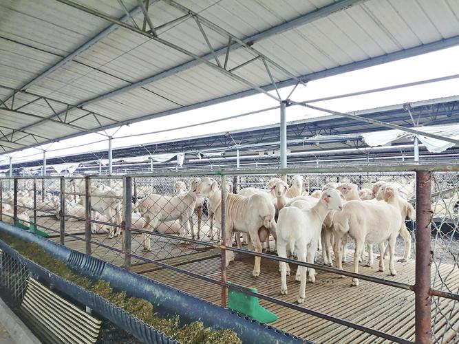 湖羊养殖技术要点视频，如何掌握核心技巧？-图1