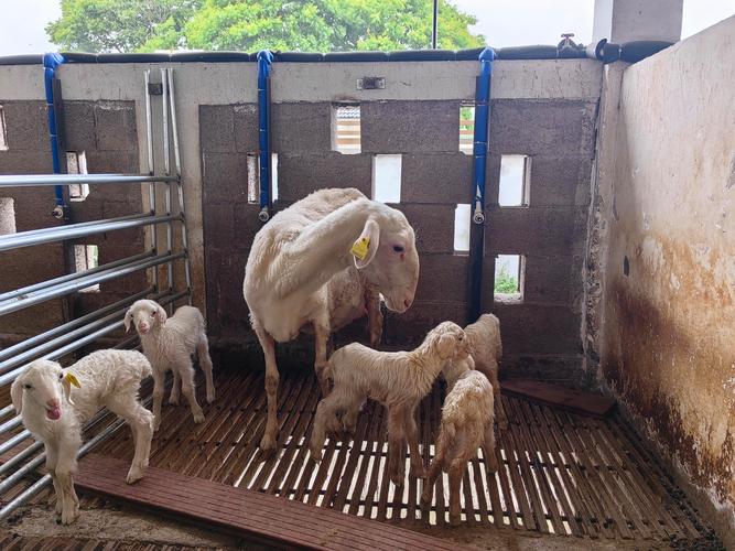 湖羊养殖技术要点视频，如何掌握核心技巧？-图2