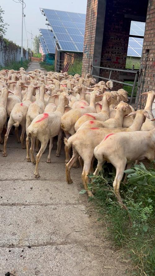 湖羊养殖技术要点视频，如何掌握核心技巧？-图3