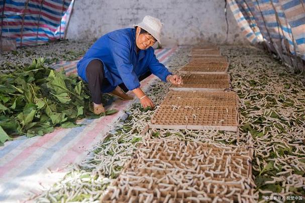 养蚕新技术有哪些关键突破？-图1