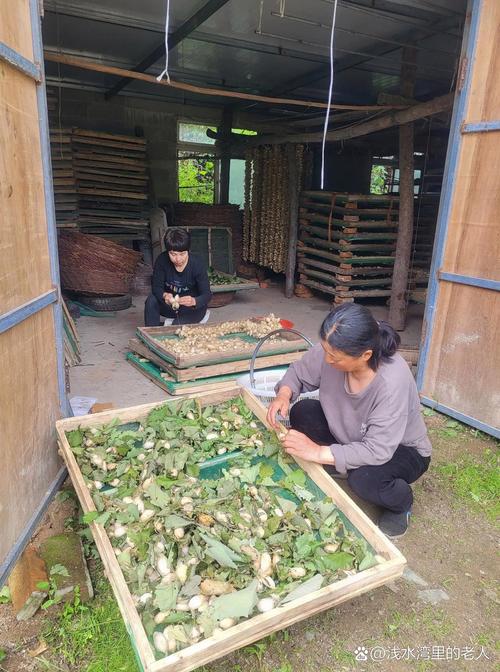 养蚕新技术有哪些关键突破？-图3