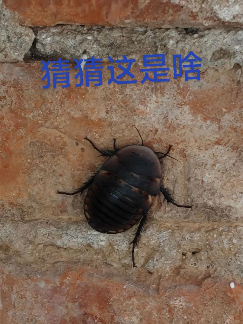 2025土元最新价格多少钱一斤？-图2