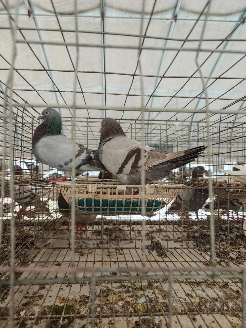 肉鸽人工养殖技术视频如何快速上手？-图3
