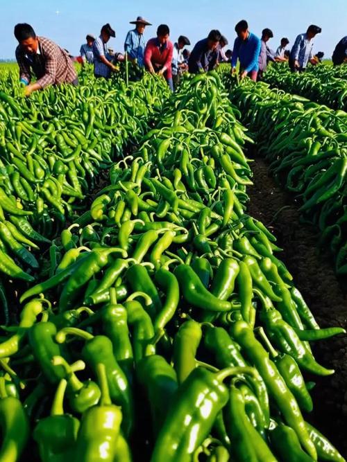 辣椒大田种植技术有哪些关键点？-图1