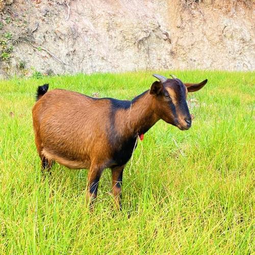 南江黄羊是什么品种？-图1