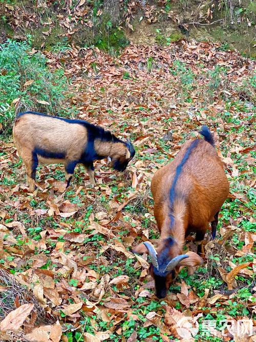 南江黄羊是什么品种？-图2