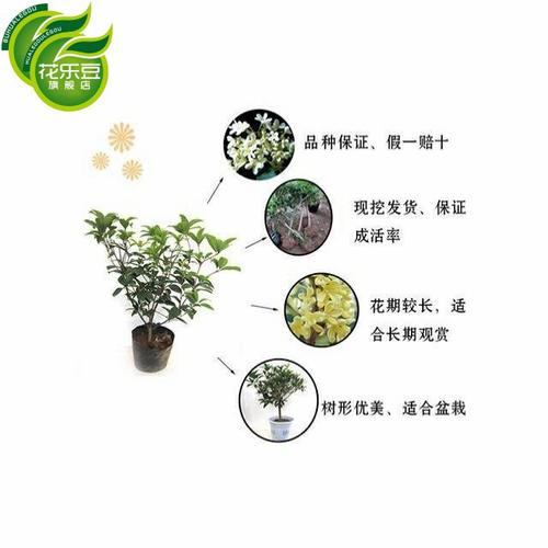 桂花嫁接步骤技术图解，关键步骤有哪些？-图3