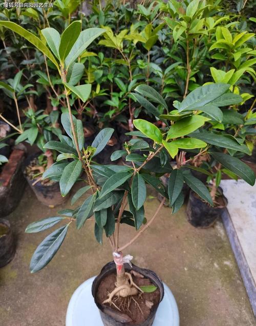 桂花嫁接步骤技术图解，关键步骤有哪些？-图2