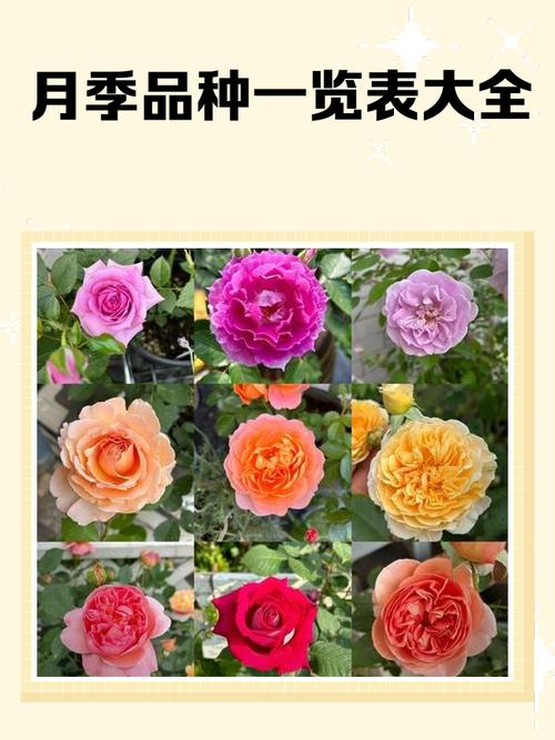 月季品种资料整理(二),整理了哪些品种?-图1 月季品种资料整理(二),整理了哪些品种?-图1