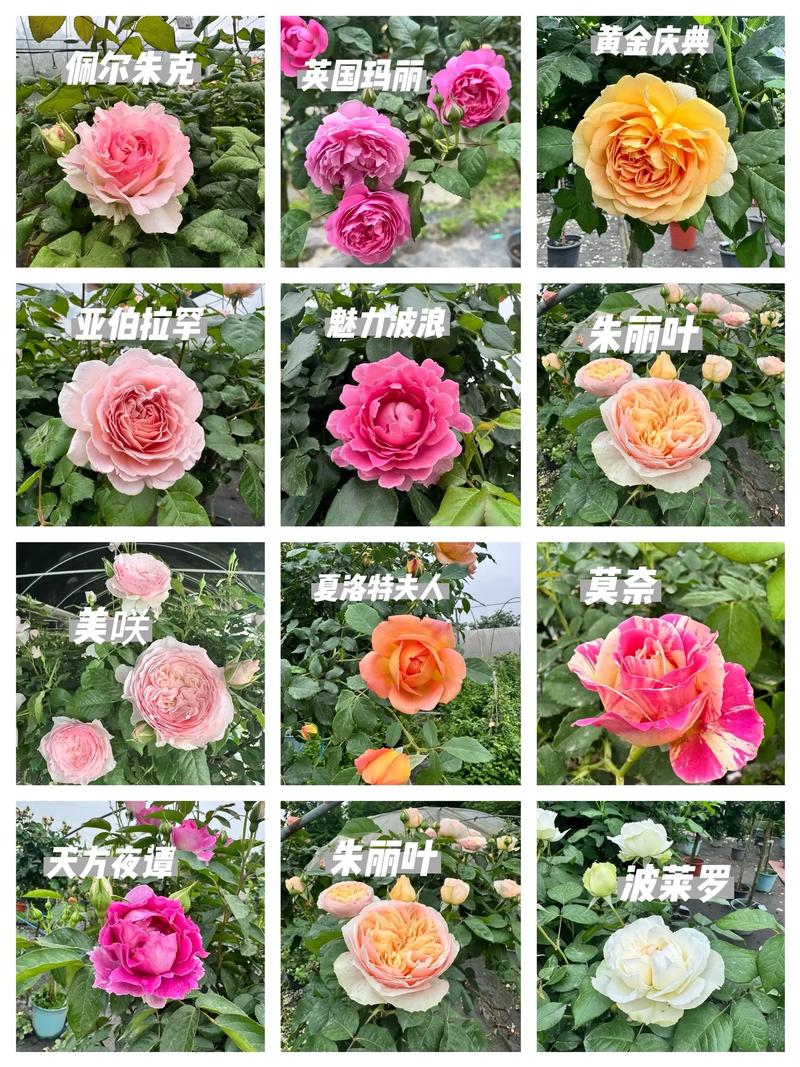 月季品种资料整理(二),整理了哪些品种?-图3 月季品种资料整理(二),整理了哪些品种?-图3
