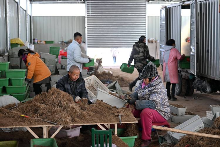 韭菜大量储存技术视频真的实用吗？-图1