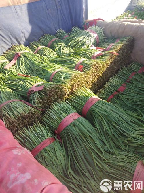 韭菜大量储存技术视频真的实用吗？-图3