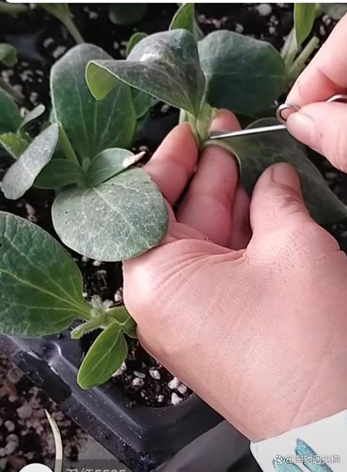 瓜类嫁接技术视频光盘如何高效学习？-图1