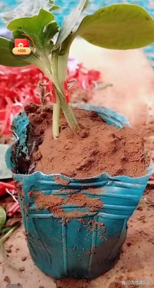 瓜类嫁接技术视频光盘如何高效学习？-图3