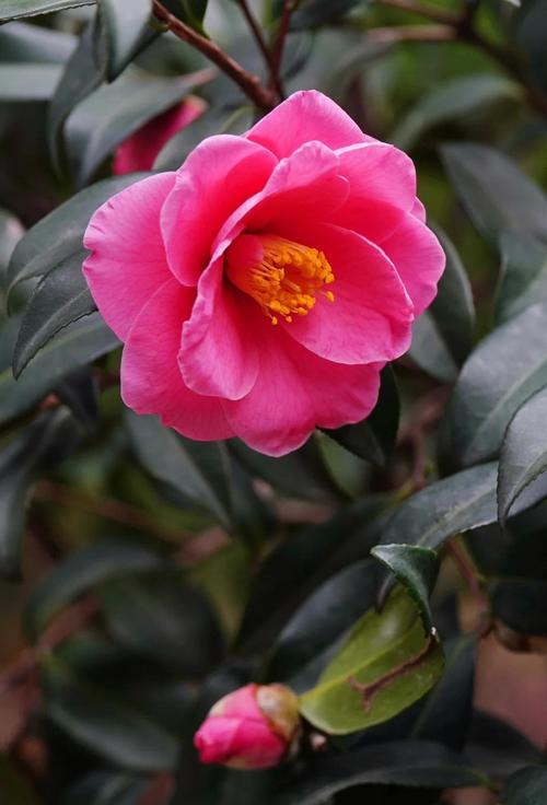 茶梅最早开花品种有哪些?-图1 茶梅最早开花品种有哪些?-图1