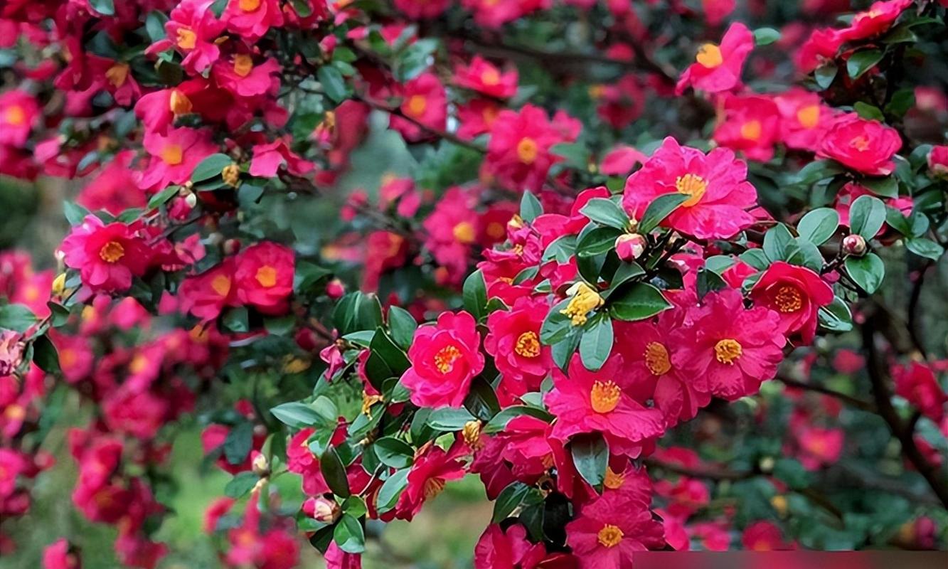 茶梅最早开花品种有哪些?-图2 茶梅最早开花品种有哪些?-图2