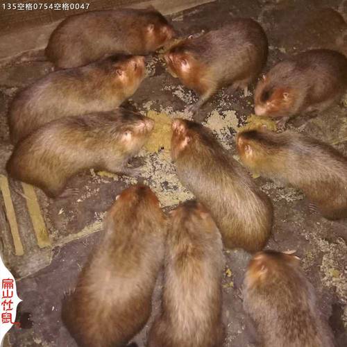 2025昆明竹鼠价格会涨还是跌？-图2