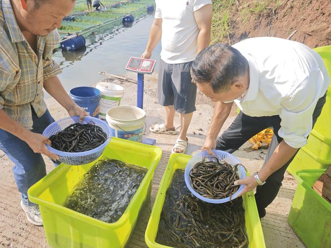 无土静水如何高效养黄鳝？-图1